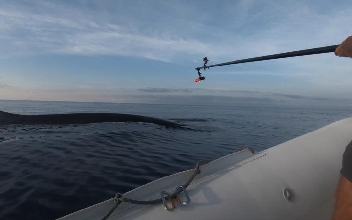 Un expert marin du WWF France pose une balise sur le dos d'un rorqual commun (Balaenoptera physalus)