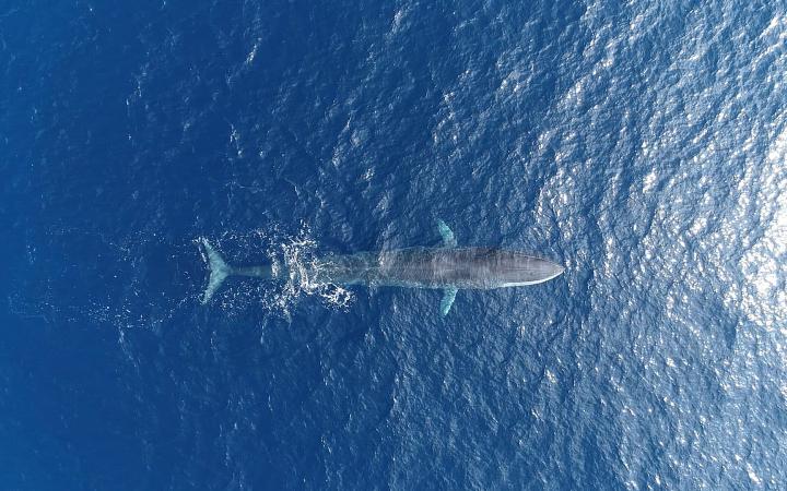 Vue aérienne d'un rorqual (Balaenoptera physalus) commun dans le Sanctuaire Pelagos, Méditerranée.