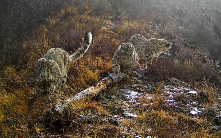 Une femelle léopard des neiges (Panthera Uncia) et ses petits en Russie.