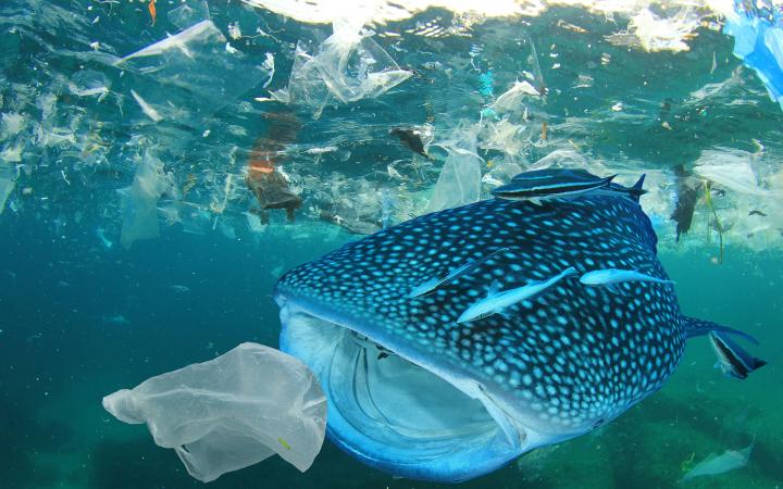 Un requin baleine (Rhincodon typus) entouré de plastiques