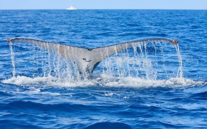 Une expédition scientifique en mer