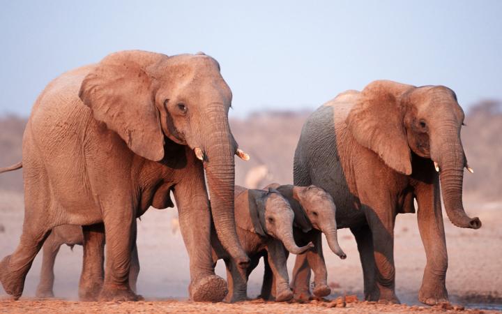 Une famille d'éléphants africains (loxodonta africana) au parc National Etosha en Namibie