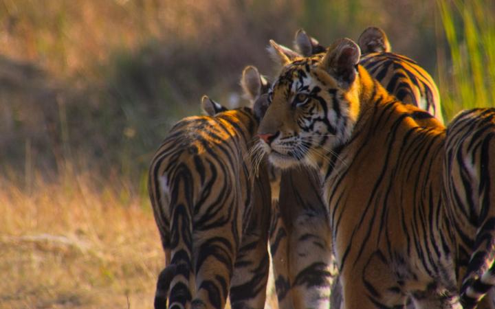 Deux tigreaux avec leur mère, Parc National de Kanha, Inde