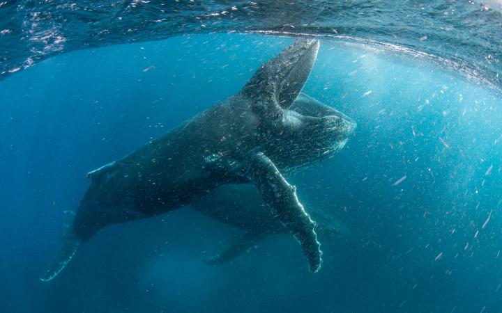 Une baleine à bosse (Megaptera novaeangliae) se nourrit dans les eaux proches de Cape Town, Afrique du Sud.