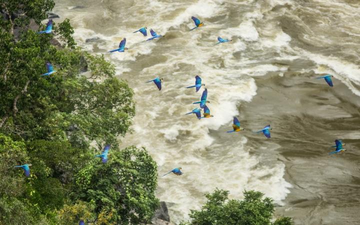 Des oiseaux volant au-dessus d'une rivière colombienne