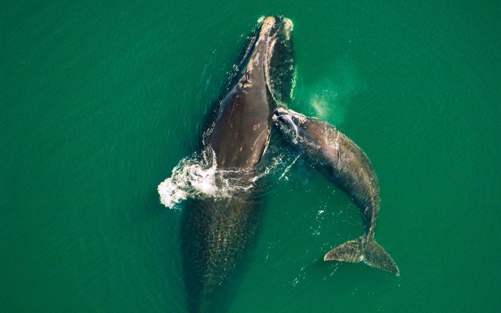 Une baleine noire (Eubalaena glacialis) et son baleineau nageant au large de la côte atlantique de la Floride.