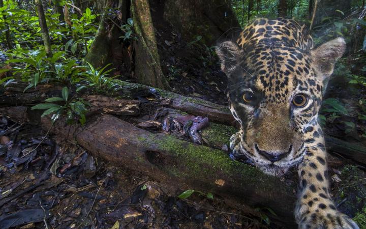 Durant la Mission Jaguar Guyane, l'animal fait face à la caméra trap dans son environnement naturel.