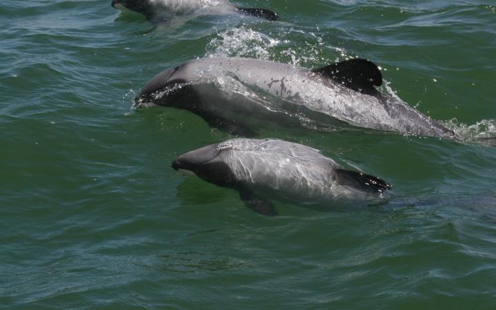 Une mère et son enfant dauphins Maui (Cephalorhynchus hectori maui) dans les eaux de Nouvelle-Zélande