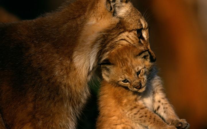 Un lynx boréal captif portant son petit, Langedrag, Norvège