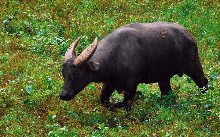 Le buffle Tamarau (Bubalus mindorensis) dans les Philippines.