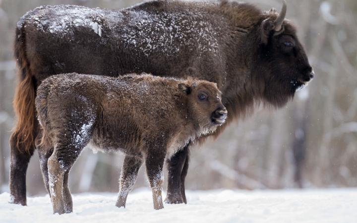 Bison d'Europe (Bison bonasus) dans la réserve Kaluga Zaseki