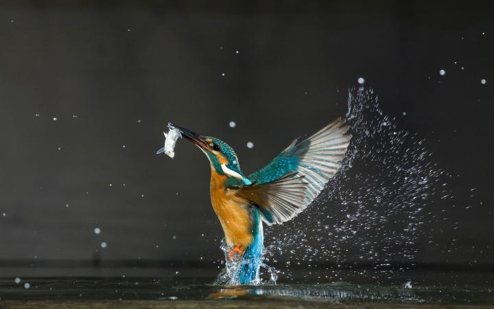 Un martin-pêcheur (Alcedo atthis) et sa proie, Balatonfuzfo, Hongrie