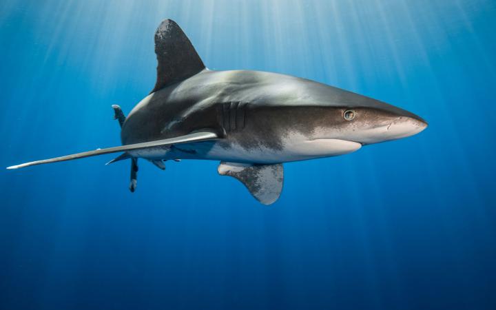 Requin longimane (Carcharhinus longimanus) dans les eaux de la Mer Rouge, Egypte