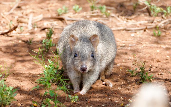 Une bettongie à queue touffue (Bettongia penicillata) dans le Zoo Monarto, Australie-Méridionale