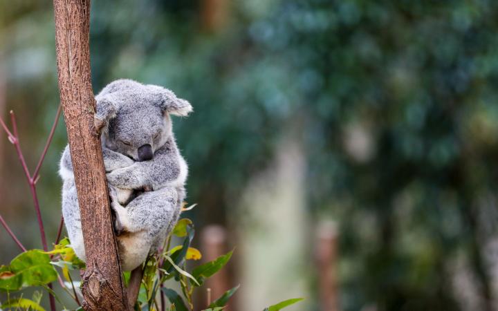 Un koala dort dans un arbre, Australie