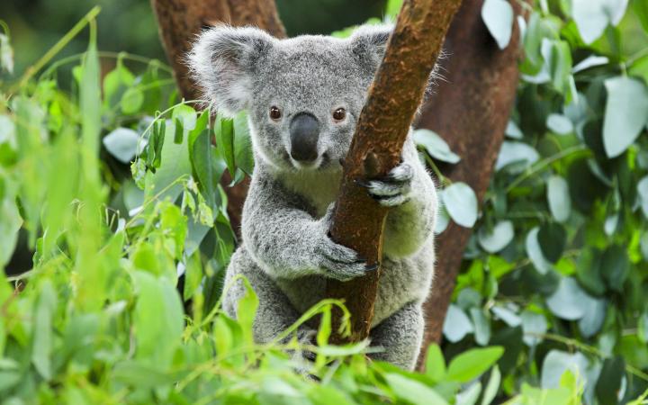 Un koala (Phascolarctos cinereus) dans un arbre