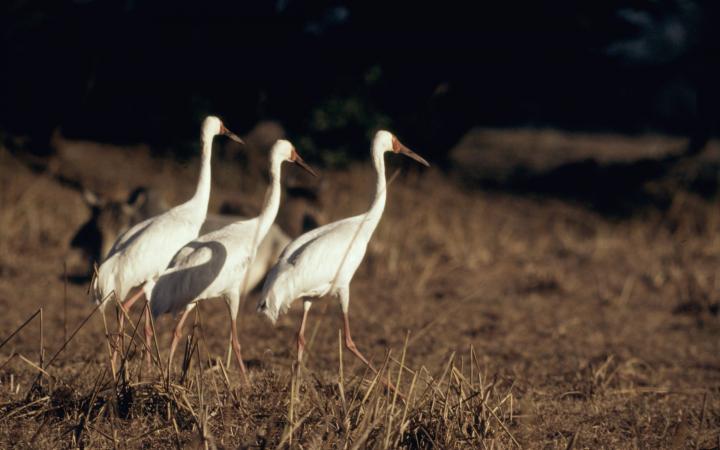 Trois grues blanches prises de dos, marchant. 