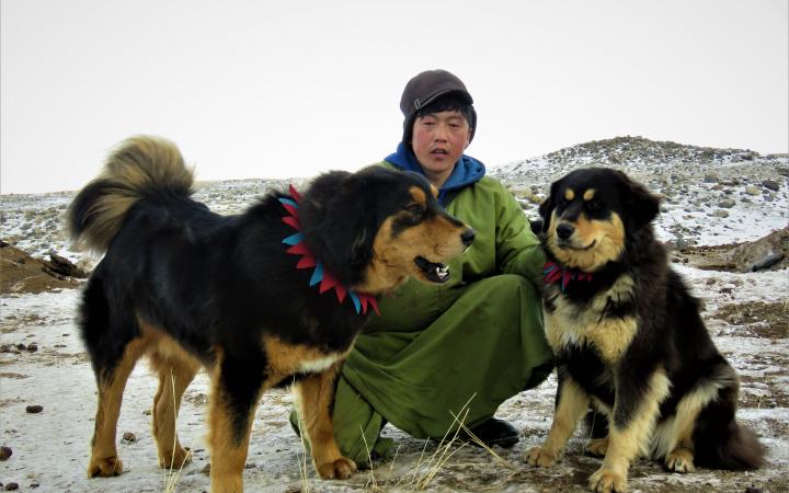 Deux chiens Bunkhar tenus par leur maître (Mongolie)