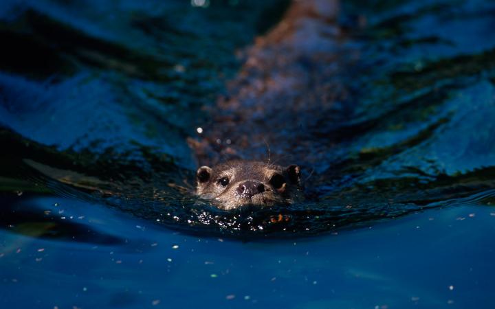 Loutre européenne (lutra lutra) nageant, la tête hors de l'eau.