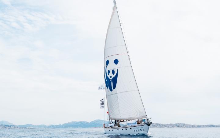 Blue Panda en mer Méditerranée