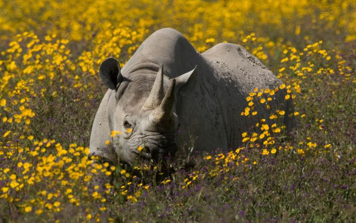 Rhinocéros noir dans un champ de fleurs
