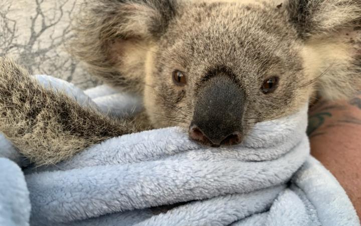 Tête du koala Maryanne, rescapé des feux en Australie. 