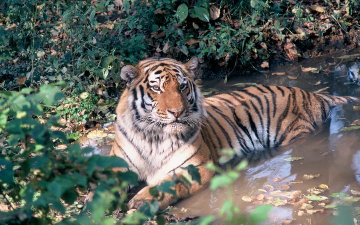 Tigre de Sibérie allongé dans l'eau.