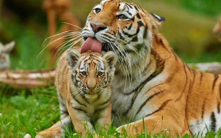 Tigre de Sibérie (femelle) léchant la tête de son bébé.