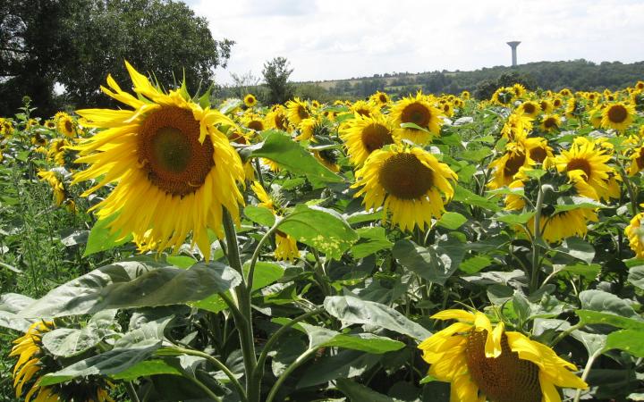 Champ de tournesols.