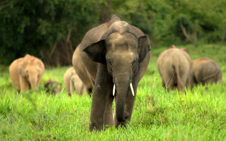 Elephants d'Asie en meute