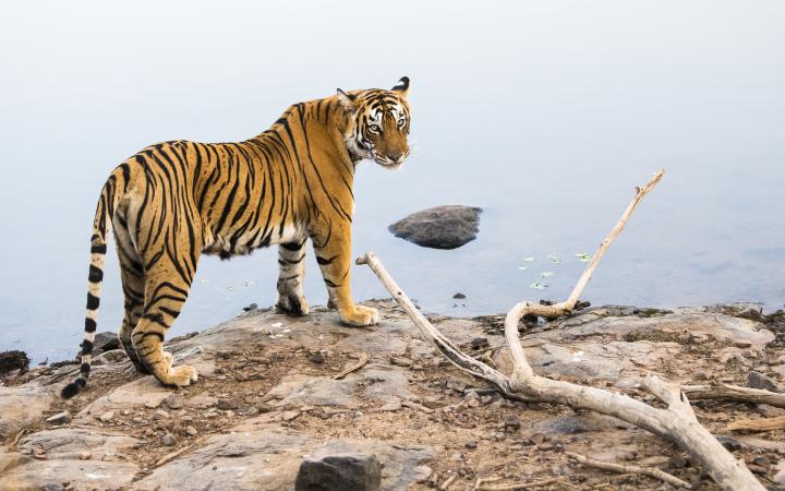 Tigre du Bengale dans le Ranthambhore National Park, Rajasthan, Inde.