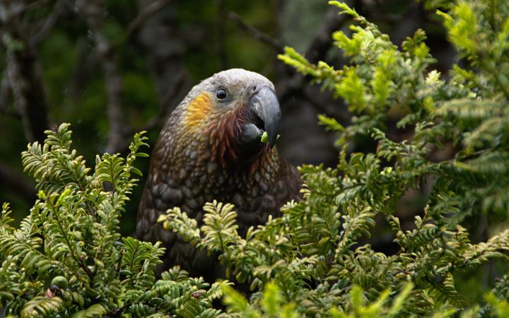 Kākā de Nouvelle-Zélande