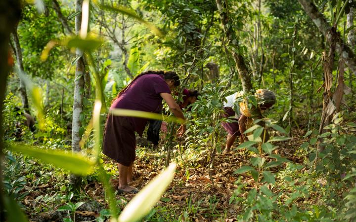 Deux femmes entretiennent leur plantation de vanille (Mexique)