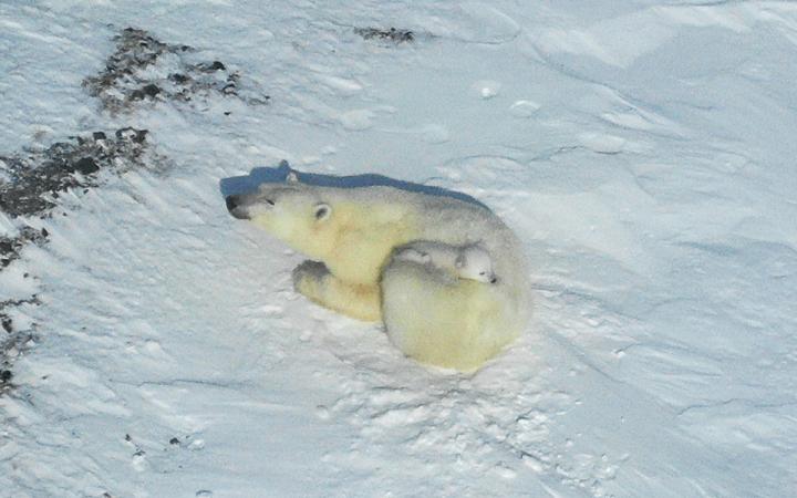 Photo prise d'un drone d'une femelle ours polaire qui couvre ses deux petits dans sa fourrure.