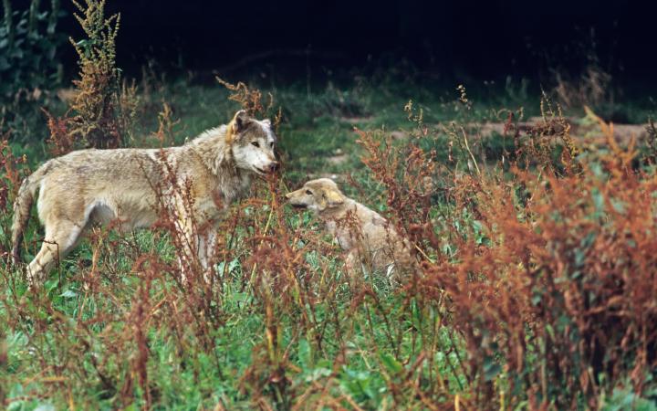 Un loup européen (canis lupus lupus) avec son petit.