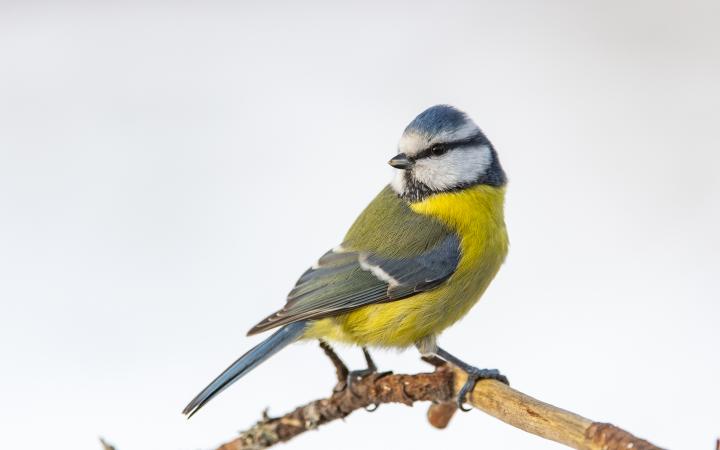 Mésange bleue perchée sur une branche.