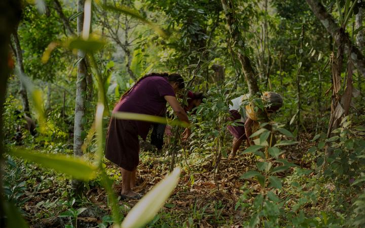Deux femmes entretiennent leur plantation de vanille au Mexique