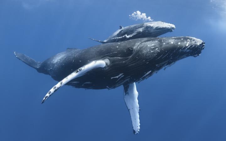 Baleine à bosse avec sont petit 