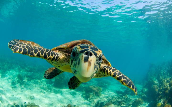 Tortue imbriquée nageant dans l'eau