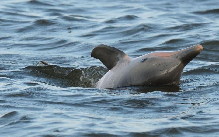 Dauphin de Guyane (Sotalia guianensis) observé par l'équipe du WWF Guyane (Guyane Française)