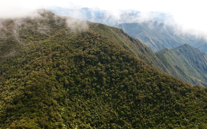 La forêt en Nouvelle-Calédonie