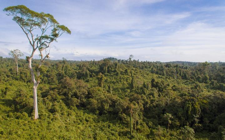 Vue aérienne de la réserve forestière du Bukit Piton, Lahad Datu, Sabah