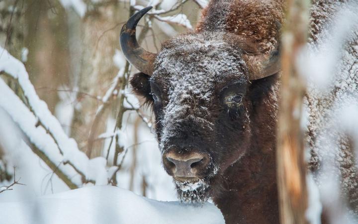 Bison d'Europe (Bison bonasus) dans réserve Kaluga Zaseki