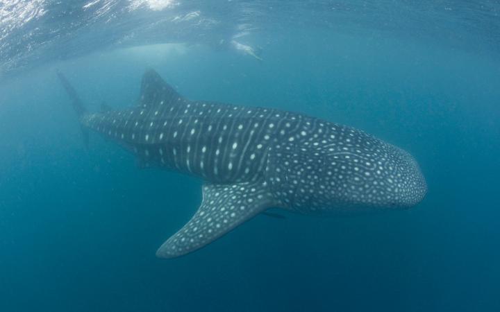 Requin baleine, Donsol, Philippines