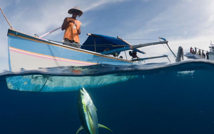 Petit bateau à balancier avec un pêcheur qui tire un thon à nageoires jaunes nouvellement capturé à l'aide d'une ligne et d'un hameçon. Gorontalo, Sulawesi du Nord, Indonésie