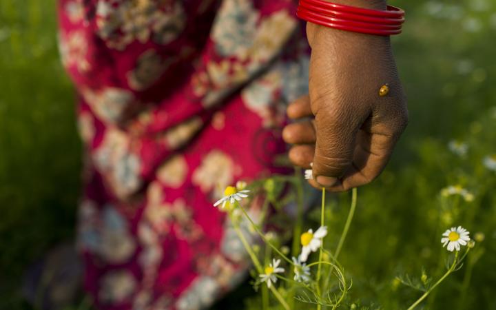 Sirjana Tharu dans son champs de camomille au Népal.