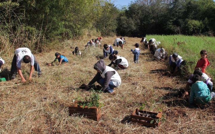 Opération de plantation d'arbres, forêt atlantique, Haut Paraná 