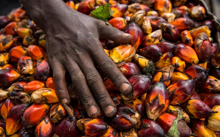 Une main aplatit les fruits de palmiers à huile rouges prêts à être transformés en huile de palme. Oshwe, République démocratique du Congo