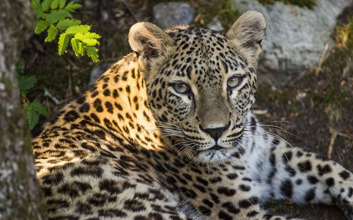 Panthère de perse (Panthera pardus saxicolor) allongée sous un arbre. Photo prise à Nordens Ark, un zoo doté d'un programme d'élevage et de réintroduction d'espèces indigènes et menacées.