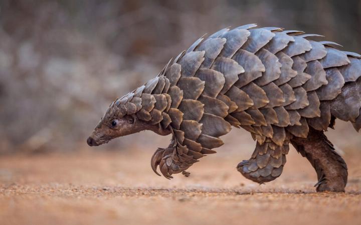 Pangolin qui marche